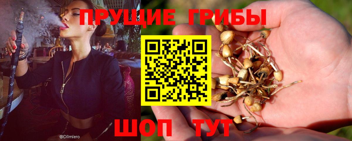 Псилоцибиновые грибы Psilocybine cubensis Магнитогорск